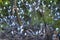 Flock of white birds on branches