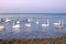 Flock of white birds swans floating at sea water with small waves near beach.