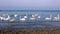 Flock of white birds swans floating at sea water with small waves near beach.