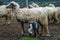 Flock of white and black adult sheep with their lambs resting in the fields of the farm