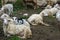 Flock of white and black adult sheep with their lambs resting in the fields of the farm