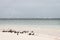 Flock of white and black birds on tropical beach. Seagulls on white sand beach. Scenic tropical seascape with blue water.