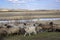 Flock of white and black sheep with cubs running across a green meadow against a background of dry trees, reeds and a river