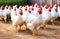 A flock of white chickens with red combs in a farmyard setting, showcasing poultry farming