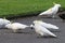 A flock of white cockatoos