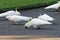 A flock of white cockatoos