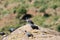 Flock of white collared pigeon, Columba albitorques, on a rock