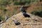 Flock of white collared pigeon, Columba albitorques, on a rock