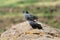 Flock of white collared pigeon, Columba albitorques, on a rock