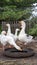 Flock of white cute geese in a cage drink water in summer day, vertical video footage