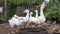 Flock of white cute geese in a cage drink water in summer day, video footage