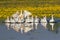 Flock of white domestic geese swiming on the floral pond