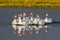 Flock of white domestic geese swiming on the lake