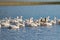 A flock of white Domestic Geese swimming in lake in afternoon, T