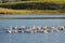 A flock of white Domestic Geese swimming in lake in afternoon, T