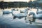 A flock of white Domestic Geese swimming in lake in evening. Domesticated grey goose are poultry used for meat, eggs, down feather