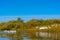 A flock of white domestic geese swims down the river for grass and water lilies.