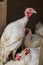 A flock of white domestic turkeys and broiler chickens on an ecological farm walks in a bird pen