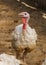 A flock of white domestic turkeys on an ecological farm, walks in a corral for birds