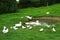 Flock of white ducks and doves around a small farm pond in rural Ireland