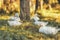 Flock of white ducks on a farm. Painting effect.