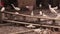 Flock of white egrets feeding at fishing boat