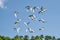 Flock of White Egrets in flight