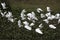 A flock of white egrets was flying in search of food