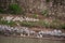 Flock of white farm-raised ducks on shore along Li River in Guilin, China