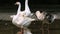 Flock of white feather goose preening plumage on wet ground