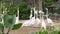 Flock of white flamingos walks on a pond in the zoo