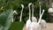 Flock of white flamingos walks on a pond in the zoo