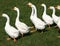 Flock of white geese