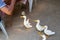 A flock of white geese begging for food from the guests of the cafe