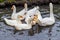 A flock of white geese and ducks huddled on the water in a pond bred on the farm for homemade meat and feathers for sale