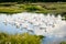 Flock of white geese in small lake, the village geese