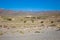 Flock of white goats grazing in meadow of Cabo de Gata Almeria