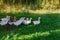 A flock of white and gray geese in the green grass under the willows. Several waterfowl return home