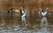 Flock of white Heron or Great Egret