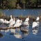 Flock of white ibis in shallow water