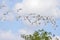 Flock Of White Ibises In The Sky, Flying Above A Tree