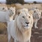 A flock of white lions in the African savannah, close-up,