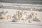 Flock of white mute swans in the beach covered by snow nature winter image
