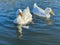 Flock of white pekin ducks