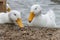 Flock of white pekin ducks scrabbling for food