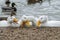 Flock of white pekin ducks scrabbling for food