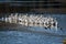 Flock of White Pelicans