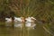 Flock of white pelicans feeding along the shore of the lake. Group of white American pelicans, Oso Flaco Lake, California