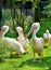 A flock of white pelicans resting on a green lawn in the sunlight