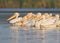 A flock of white pelicans in the soft morning light floats